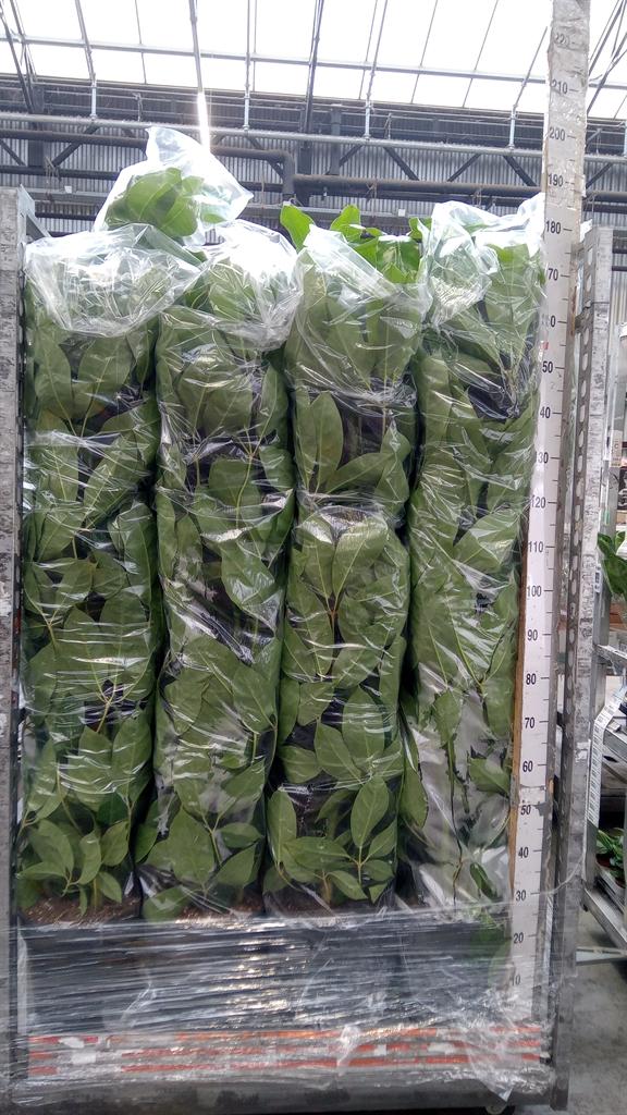 Горшечные цветы и растения оптом Schefflera Actin. amate A от 1шт из Голландии с доставкой по России