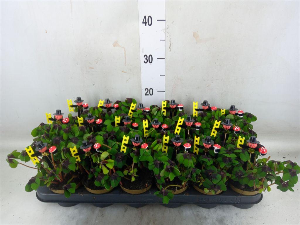 Горшечные цветы и растения оптом Oxalis Deppei от 18шт (для телеги) из Голландии с доставкой по России