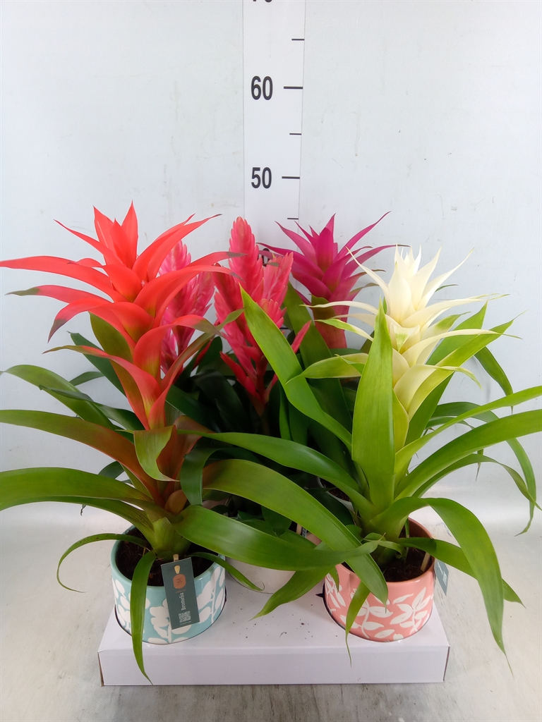 Горшечные цветы и растения оптом Bromelia   ...mix от 5шт из Голландии с доставкой по России
