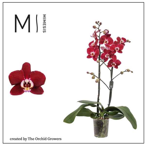 Горшечные цветы и растения оптом Phal 2st Magdalena 16+ Mimesis от 10шт из Голландии с доставкой по России
