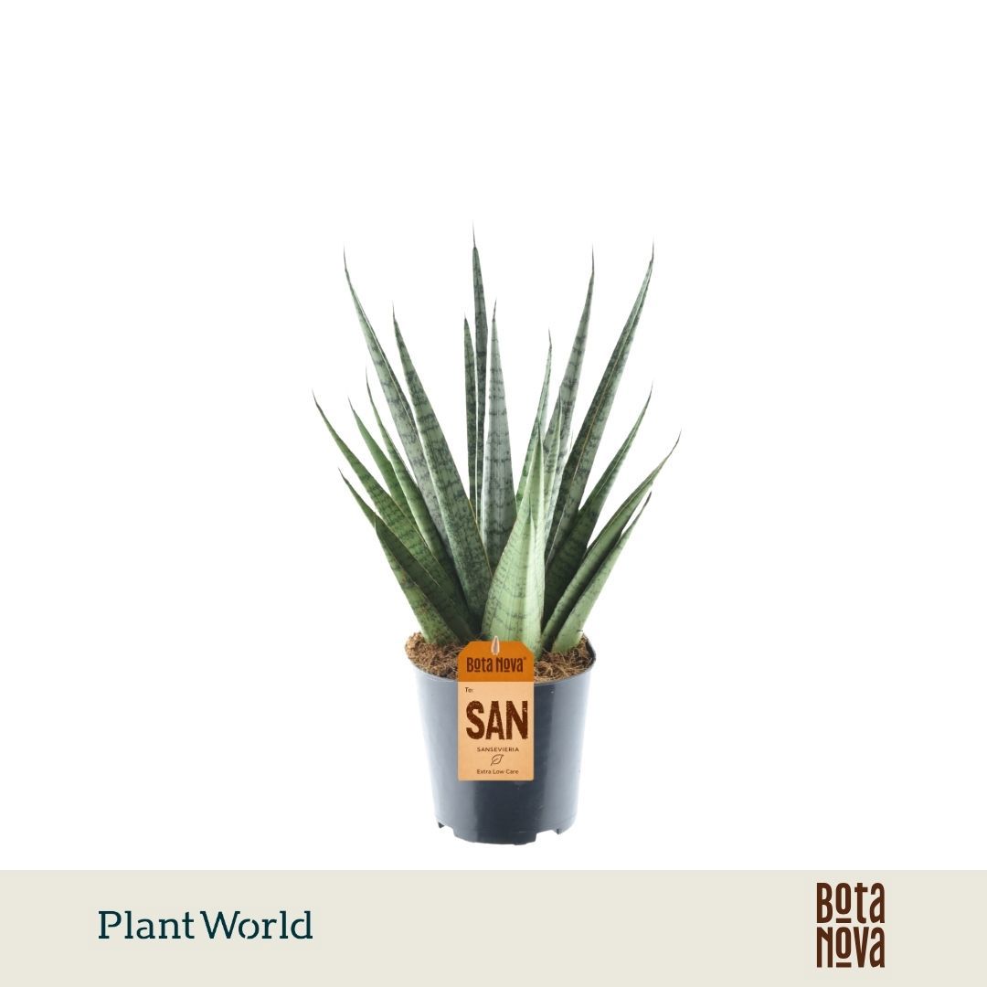 Горшечные цветы и растения оптом Sansevieria Sem от 6шт из Голландии с доставкой по России
