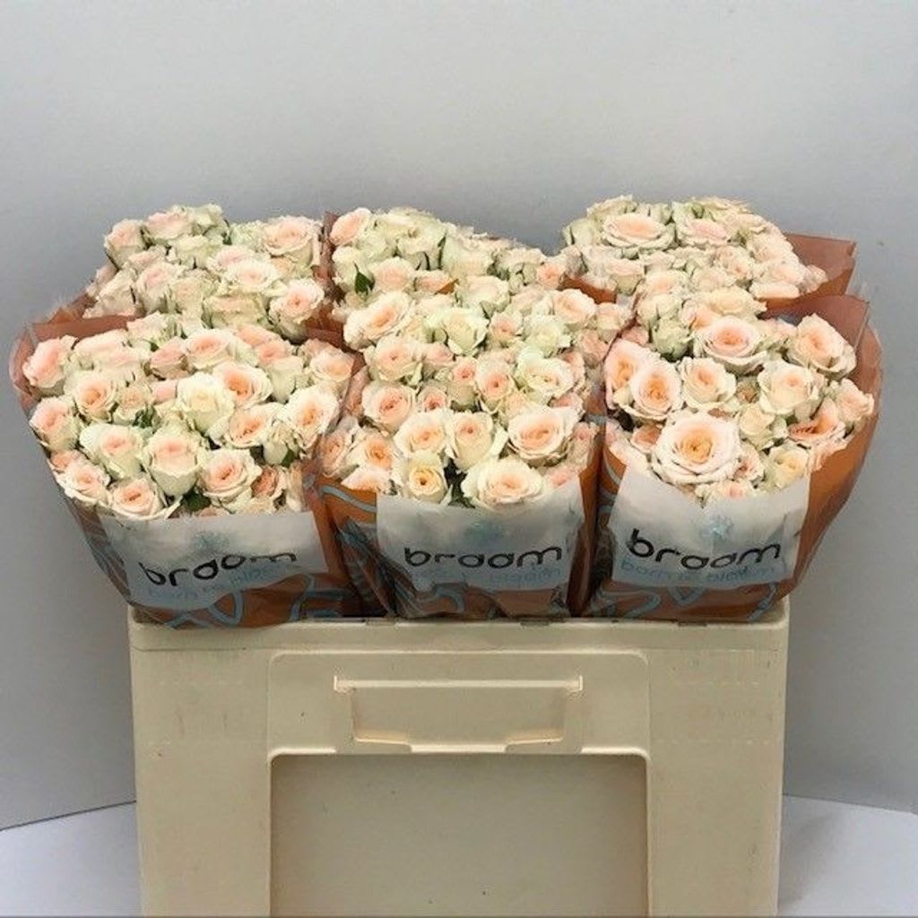 Срезанные цветы оптом Rosa spray rosanella от 60шт из Голландии с доставкой по России