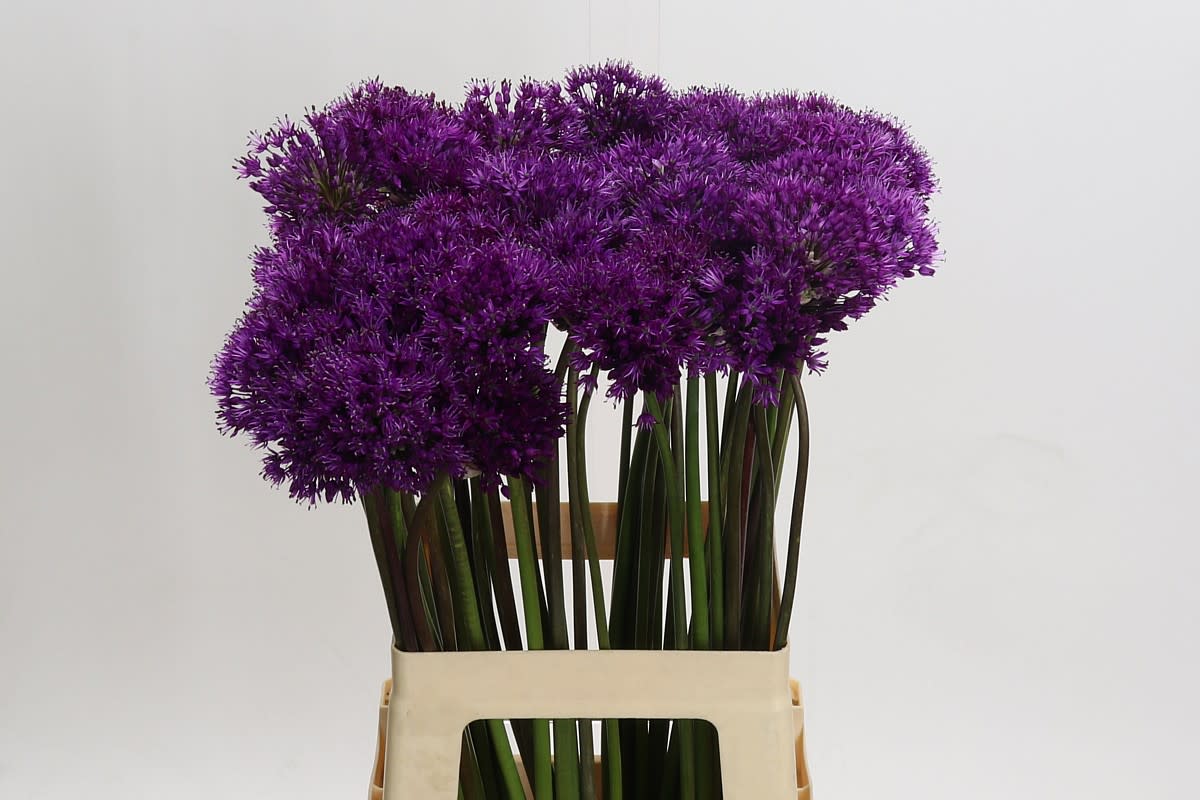 Срезанные цветы оптом Allium purple sensation от 60шт. из Голландии с доставкой по России