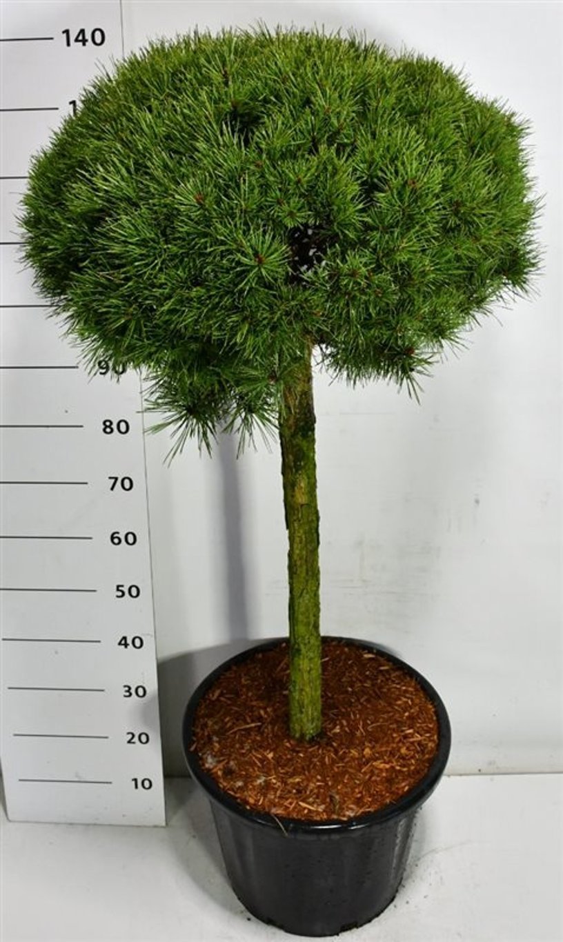 Горшечные цветы и растения оптом Pinus Sylv Watereri Nana On Stem от 1шт из Голландии с доставкой по России