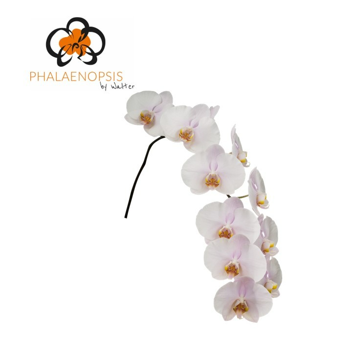 Срезанные цветы оптом Phalaenopsis alpha (per stem) от 12шт из Голландии с доставкой по России