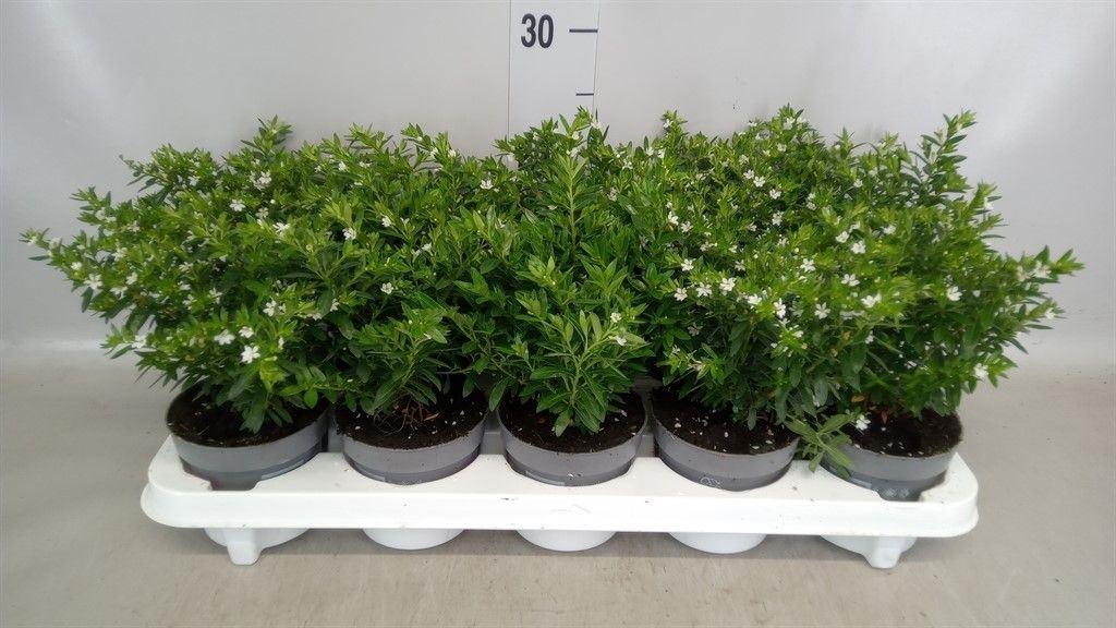 Горшечные цветы и растения оптом Cuphea Hyssop. от 10шт из Голландии с доставкой по России