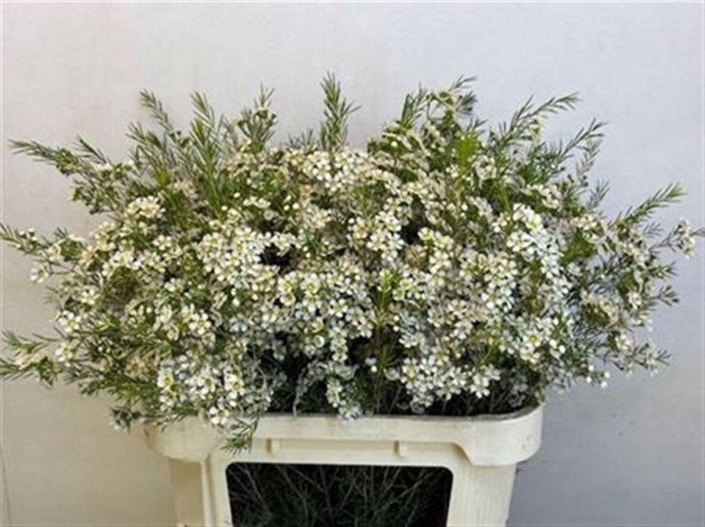 Срезанные цветы оптом Chamelaucium ofir от 25шт. из Голландии с доставкой по России