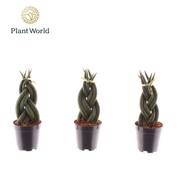 Горшечные цветы и растения оптом Sansevieria Cylindrica Twist от 20шт (для телеги) из Голландии с доставкой по России