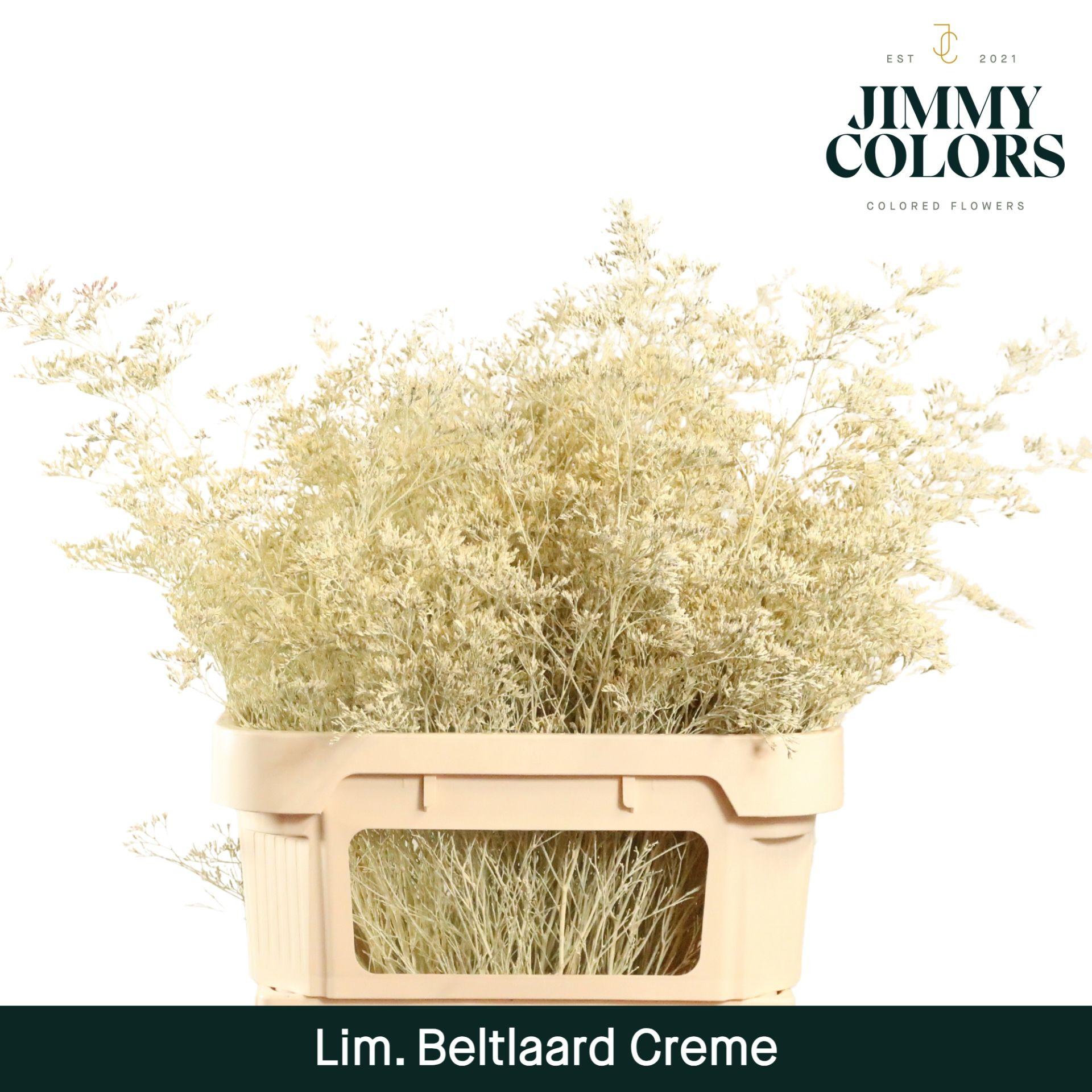 Срезанные цветы оптом Limonium beltlaard paint creme от 25шт из Голландии с доставкой по России