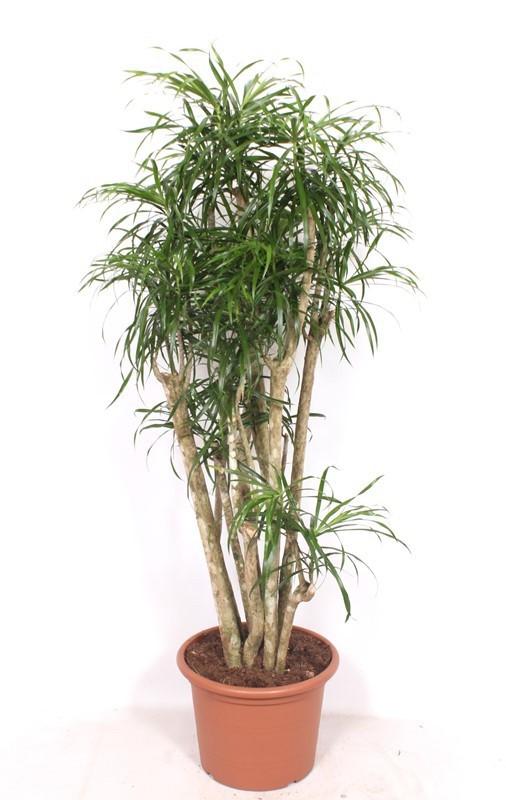 Горшечные цветы и растения оптом Dracaena Anita от 1шт из Голландии с доставкой по России