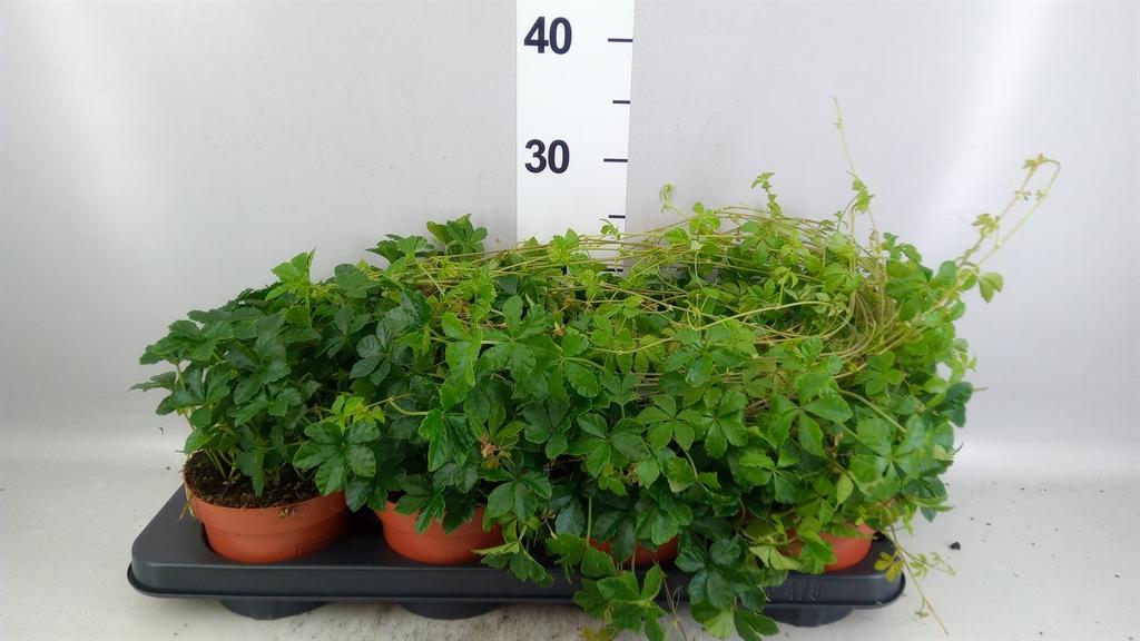 Горшечные цветы и растения оптом Parthenocissus sugar Vine от 8шт из Голландии с доставкой по России