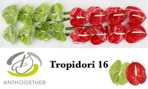 Срезанные цветы оптом Anthurium tropidori mix от 16шт из Голландии с доставкой по России