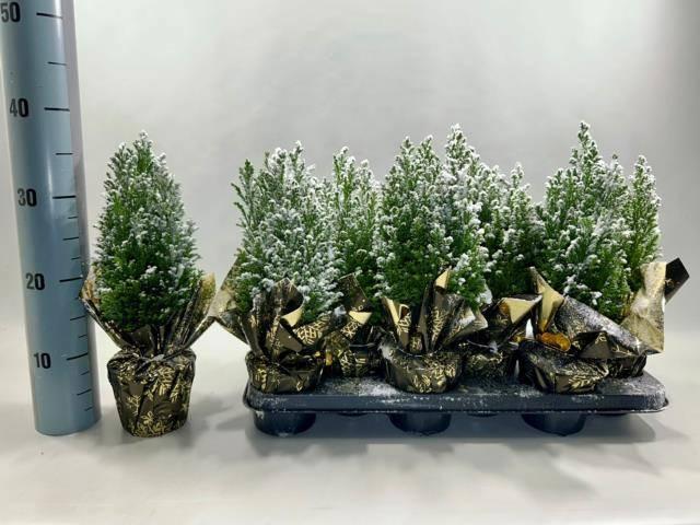 Горшечные цветы и растения оптом Cham L Ellwoodii от 12шт из Голландии с доставкой по России