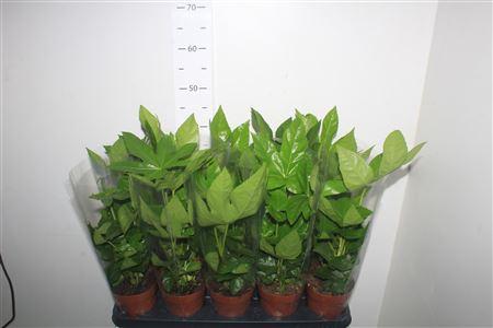 Горшечные цветы и растения оптом Fatsia Ov от 10шт из Голландии с доставкой по России