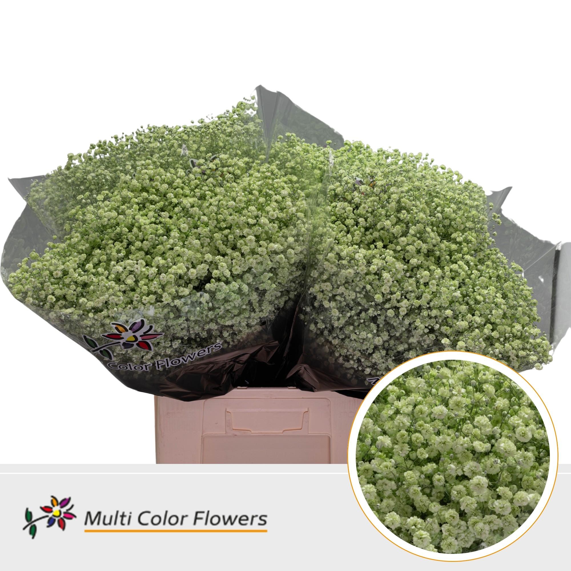 Срезанные цветы оптом Gyps large paint mint от 100шт. из Голландии с доставкой по России