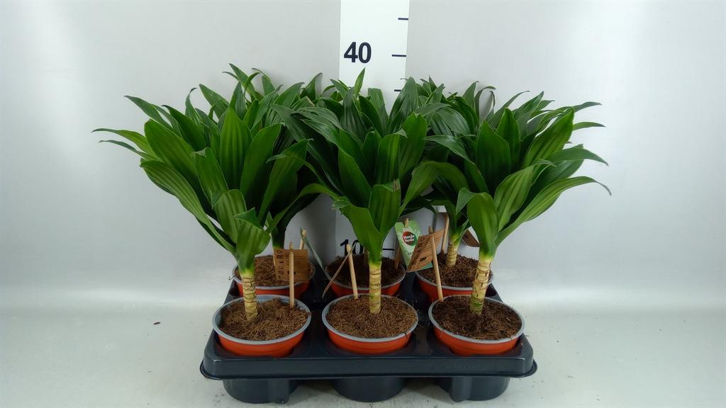 Горшечные цветы и растения оптом Dracaena Frag. janet Craig от 6шт из Голландии с доставкой по России