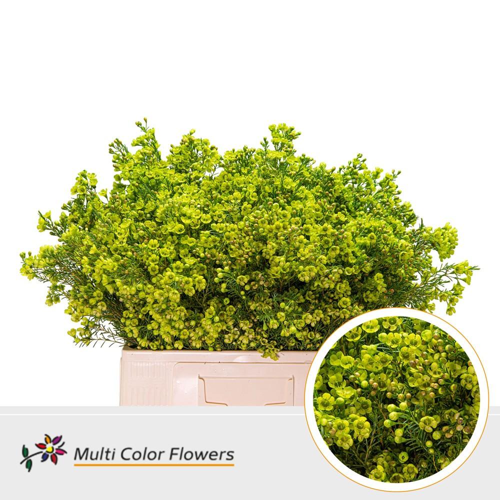 Срезанные цветы оптом Chamelaucium paint applegreen от 100шт из Голландии с доставкой по России