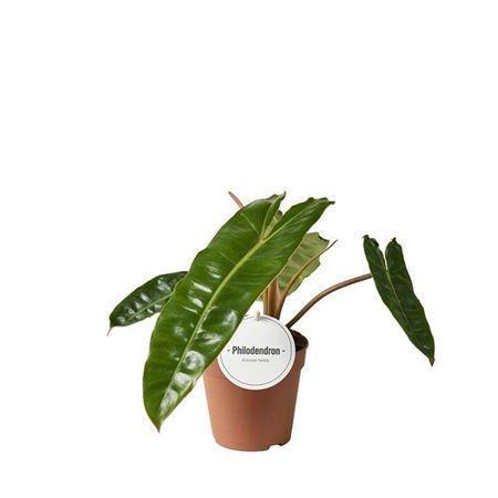 Горшечные цветы и растения оптом Philodendron Billietiae P12 от 6шт из Голландии с доставкой по России