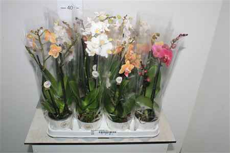 Горшечные цветы и растения оптом Phal Gem 2 Branches 14+ от 12шт из Голландии с доставкой по России