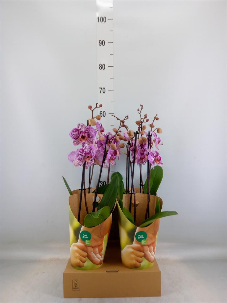 Горшечные цветы и растения оптом Phalaenopsis   ...lilac от 4шт из Голландии с доставкой по России