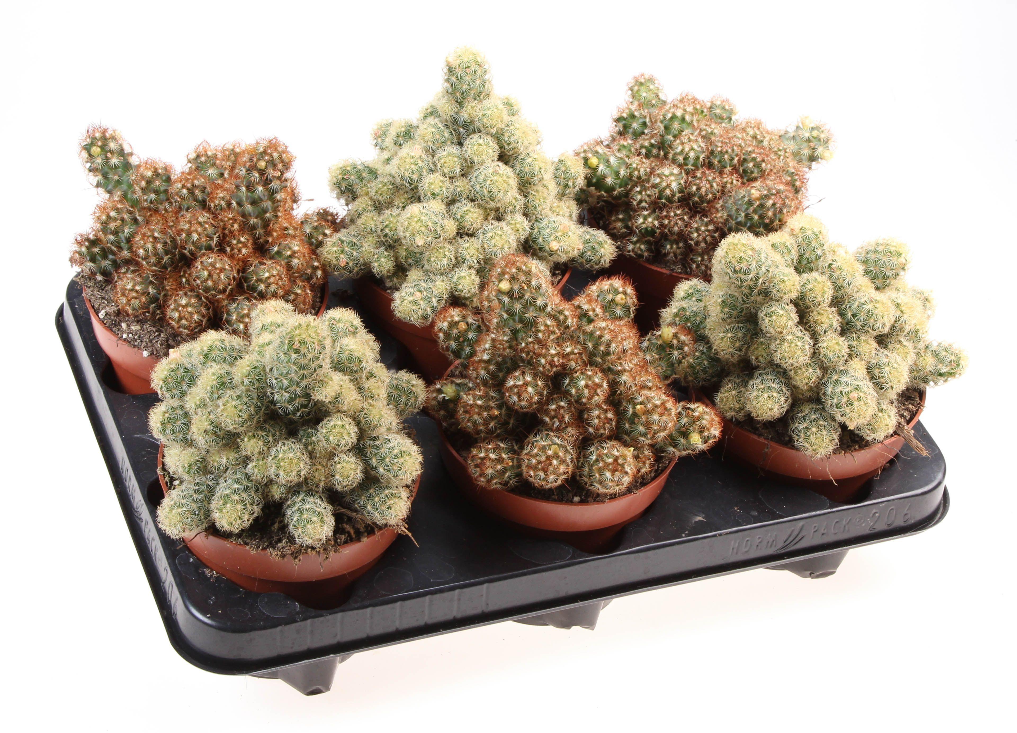 Горшечные цветы и растения оптом Cactus Elongata Mix от 6шт из Голландии с доставкой по России