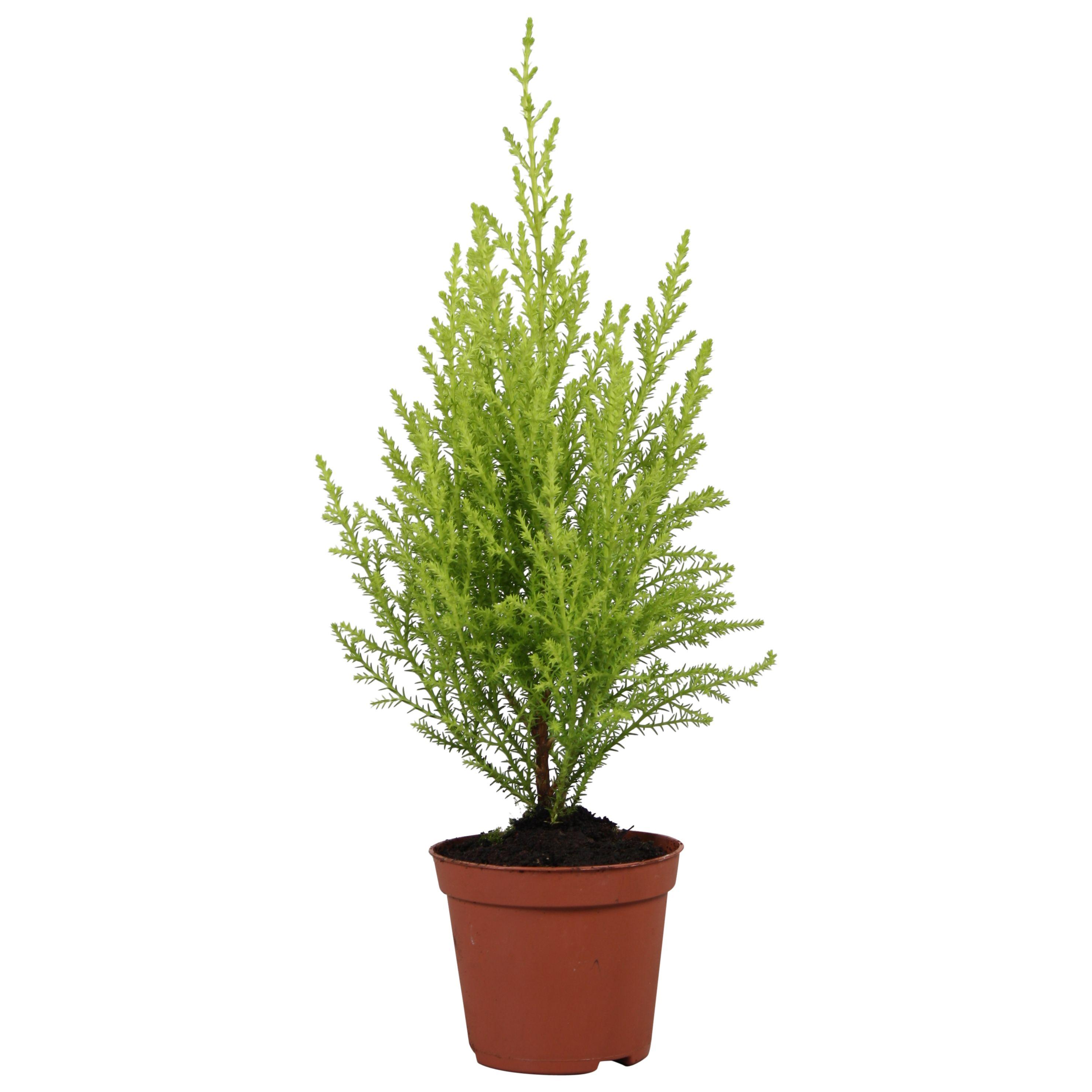 Горшечные цветы и растения оптом Cupressus Goldcrest Wilma от 20шт (для телеги) из Голландии с доставкой по России