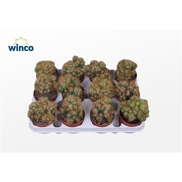 Горшечные цветы и растения оптом Cereus Peruvianus Monstruoza (yellow) от 18шт (для телеги) из Голландии с доставкой по России