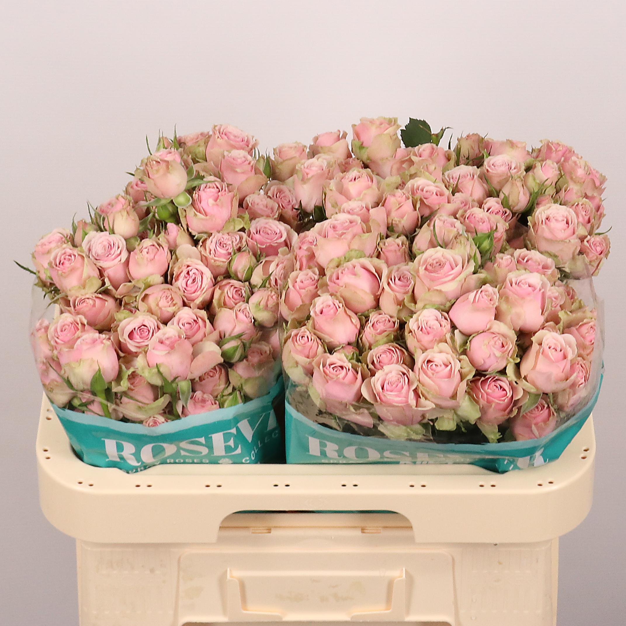 Срезанные цветы оптом Rosa spray history от 15шт из Голландии с доставкой по России