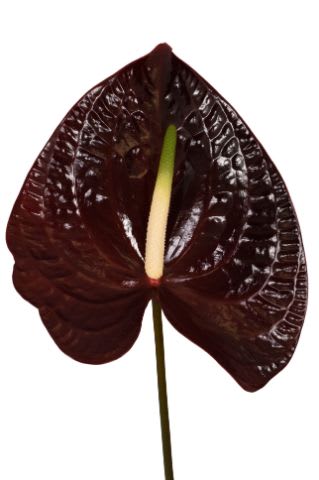 Срезанные цветы оптом Anthurium sempre от 20шт из Голландии с доставкой по России