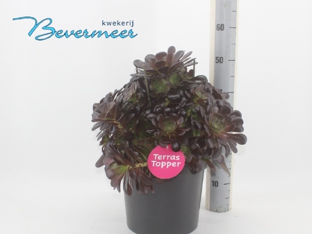 Горшечные цветы и растения оптом Aeonium Ab Velours от 1шт из Голландии с доставкой по России