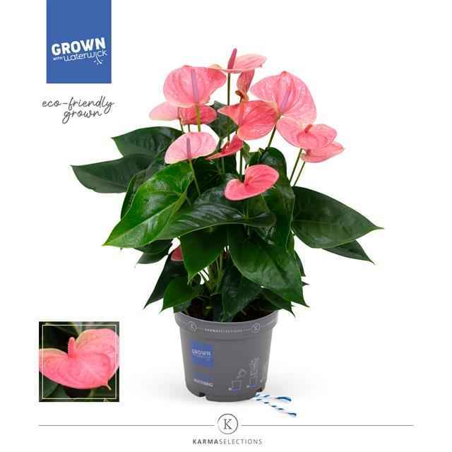 Горшечные цветы и растения оптом Anthurium Sweet Dream от 4шт из Голландии с доставкой по России