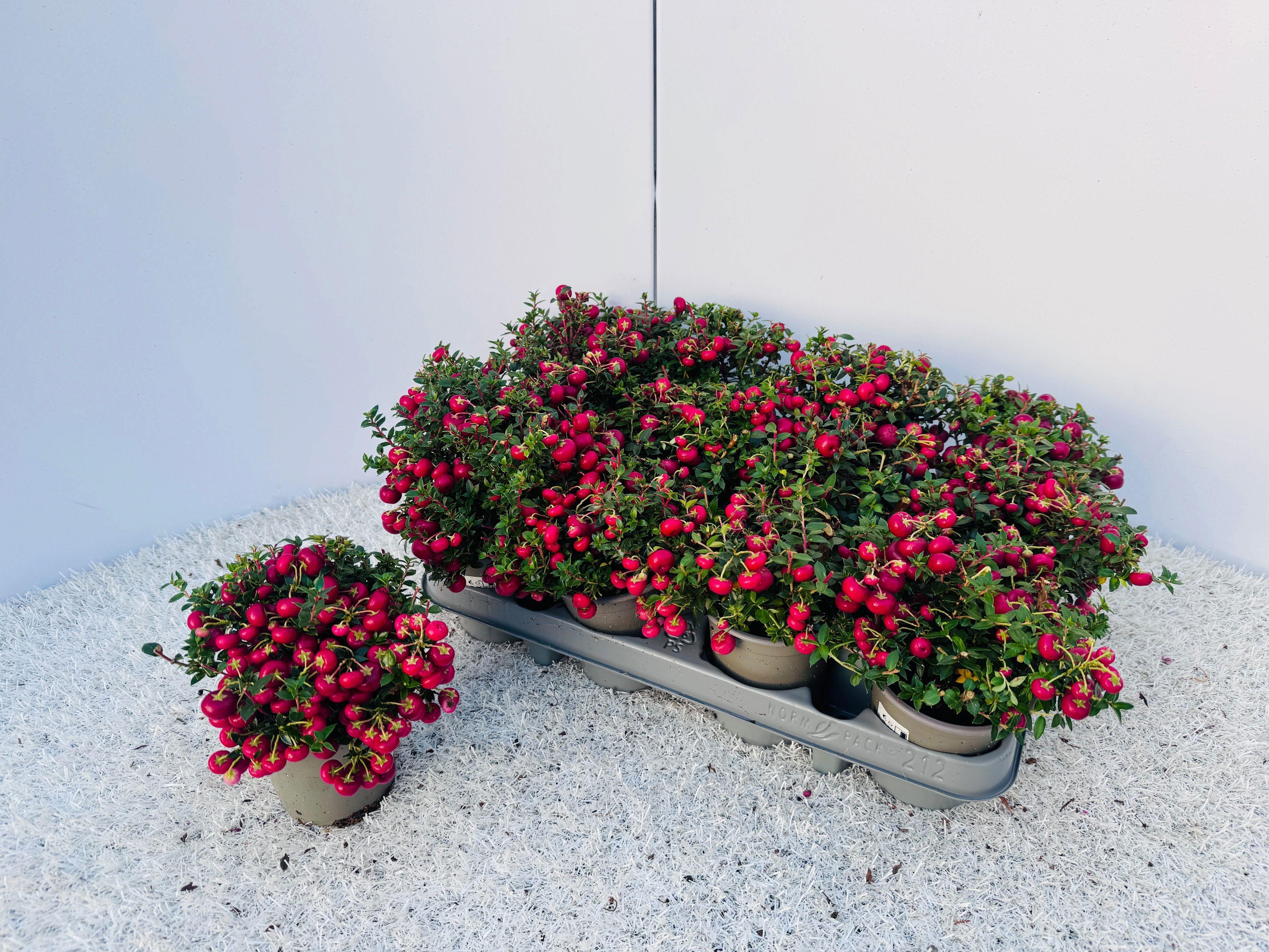 Горшечные цветы и растения оптом Gaultheria Mucronata от 12шт (для телеги) из Голландии с доставкой по России