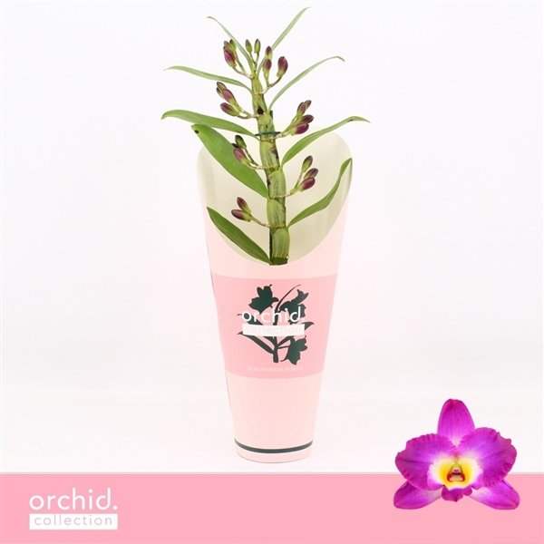 Горшечные цветы и растения оптом Den Nob 1st Akatsuki Compact Orchid Collection от 6шт из Голландии с доставкой по России