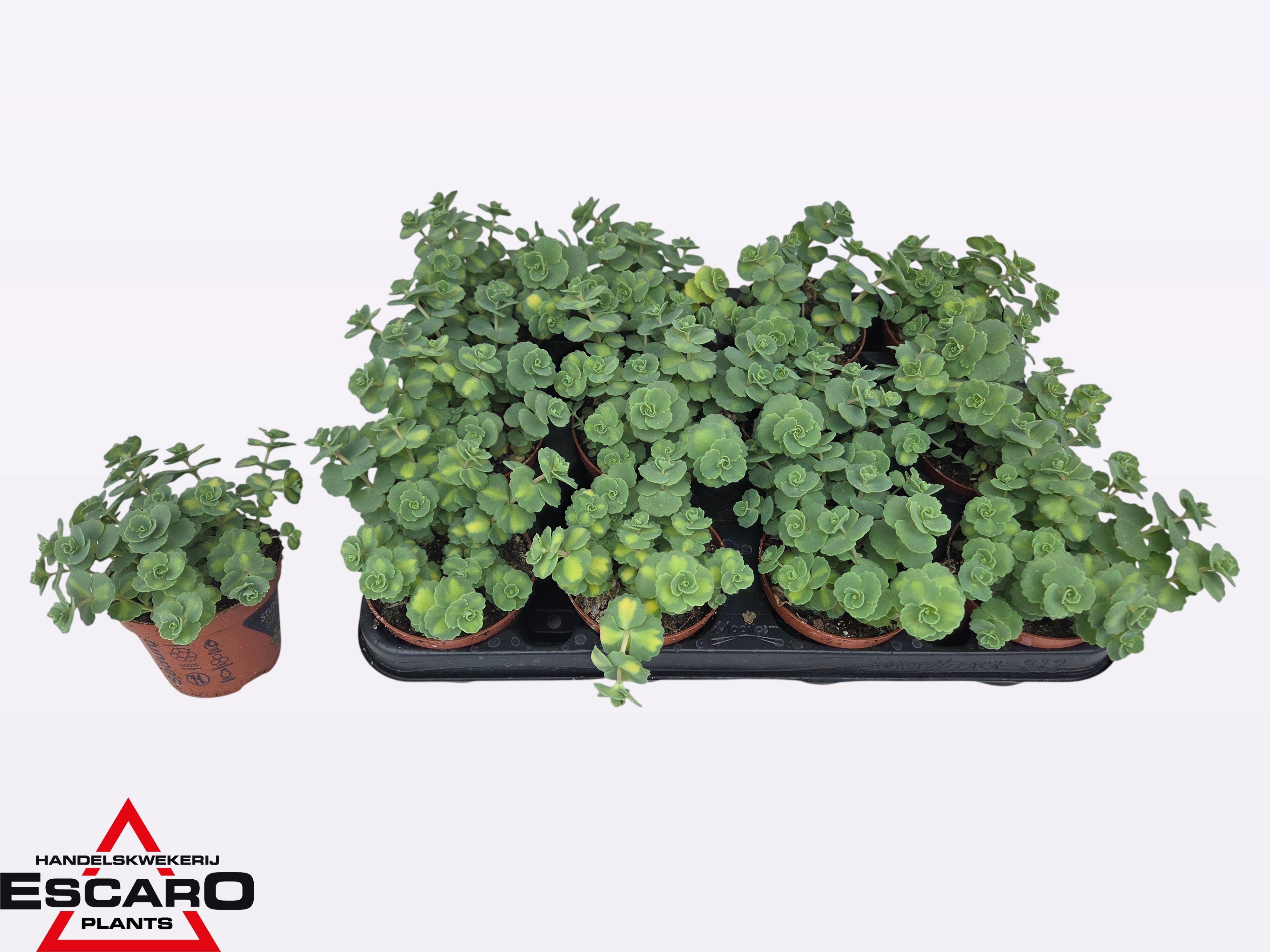 Горшечные цветы и растения оптом Sedum Si Mediovarieg от 12шт (для телеги) из Голландии с доставкой по России