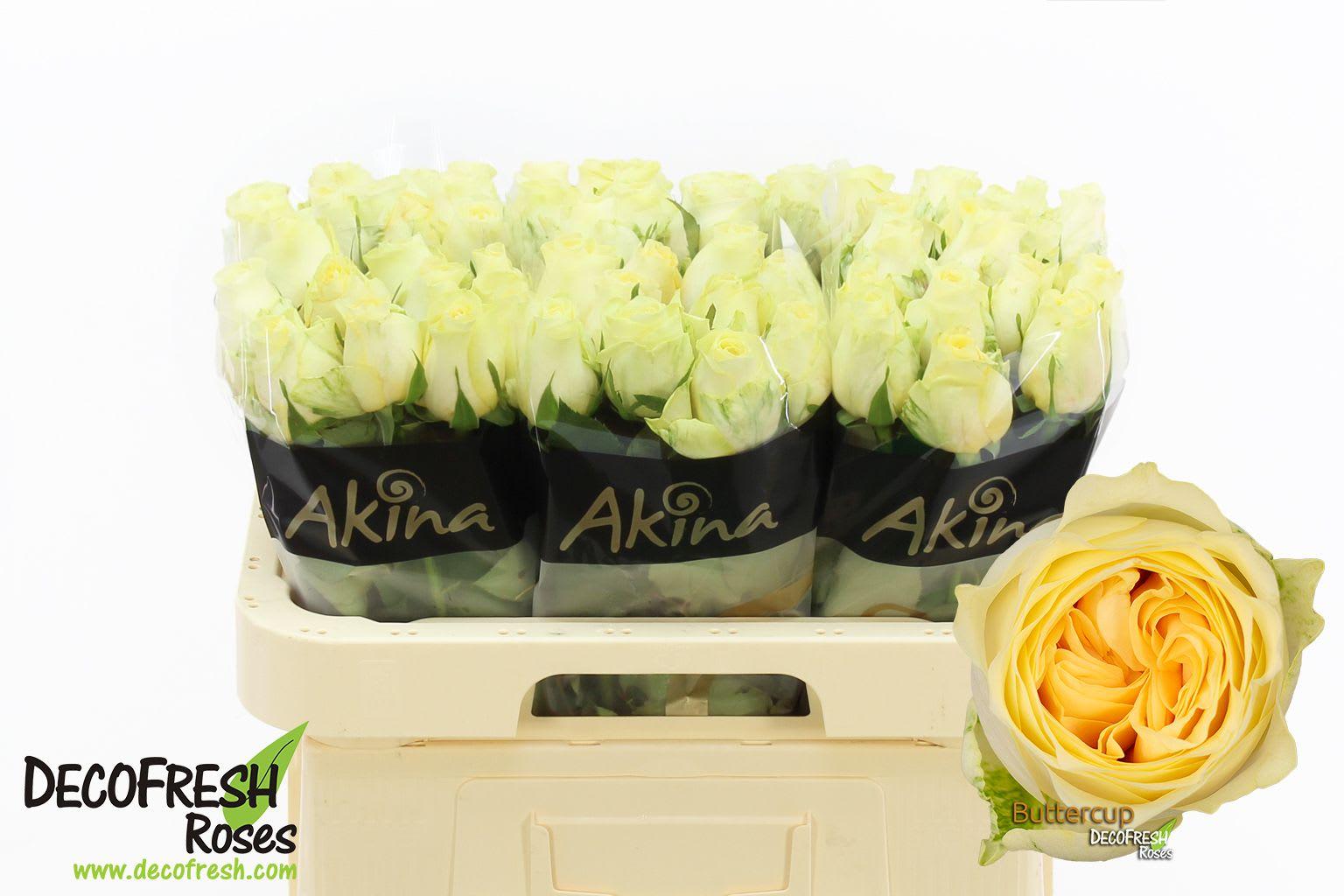 Срезанные цветы оптом Rosa large buttercup от 50шт. из Голландии с доставкой по России