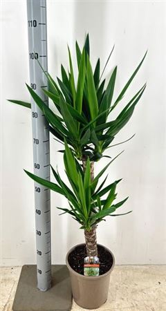 Горшечные цветы и растения оптом Yucca 60-30 от 1шт из Голландии с доставкой по России