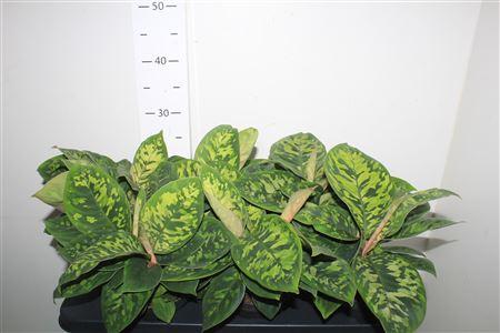 Горшечные цветы и растения оптом Homal Camouflage от 6шт из Голландии с доставкой по России