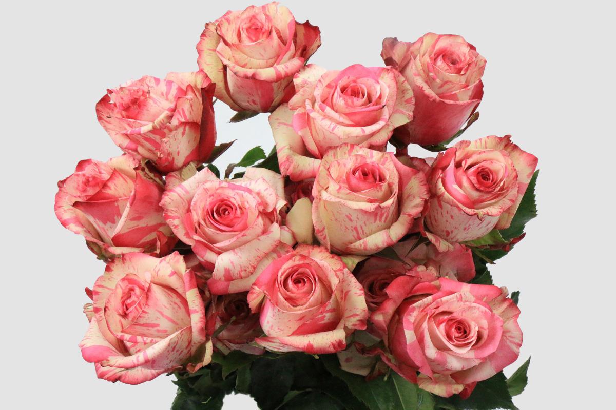 Срезанные цветы оптом Rosa ec magic times от 125шт. из Голландии с доставкой по России