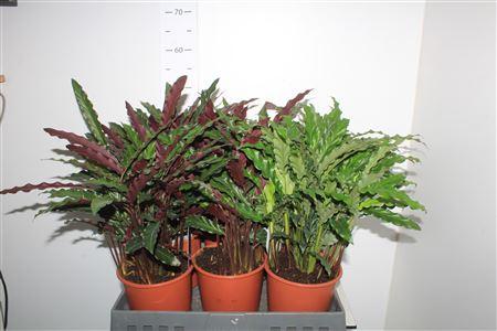 Горшечные цветы и растения оптом Calat Gem P17 от 6шт из Голландии с доставкой по России