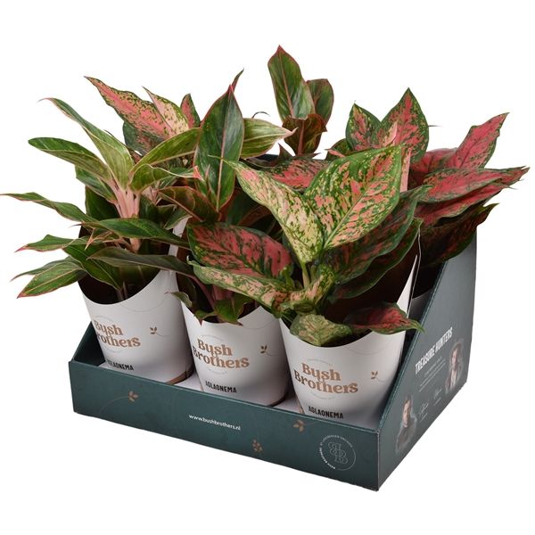 Горшечные цветы и растения оптом Aglaonema Star Collection Mix In Showbox (bush Bro от 6шт из Голландии с доставкой по России