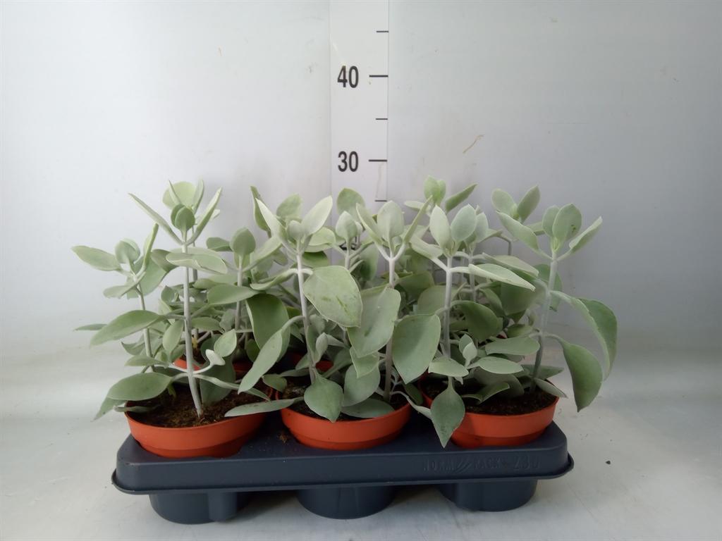 Горшечные цветы и растения оптом Kalanchoe Nf   ... от 6шт из Голландии с доставкой по России