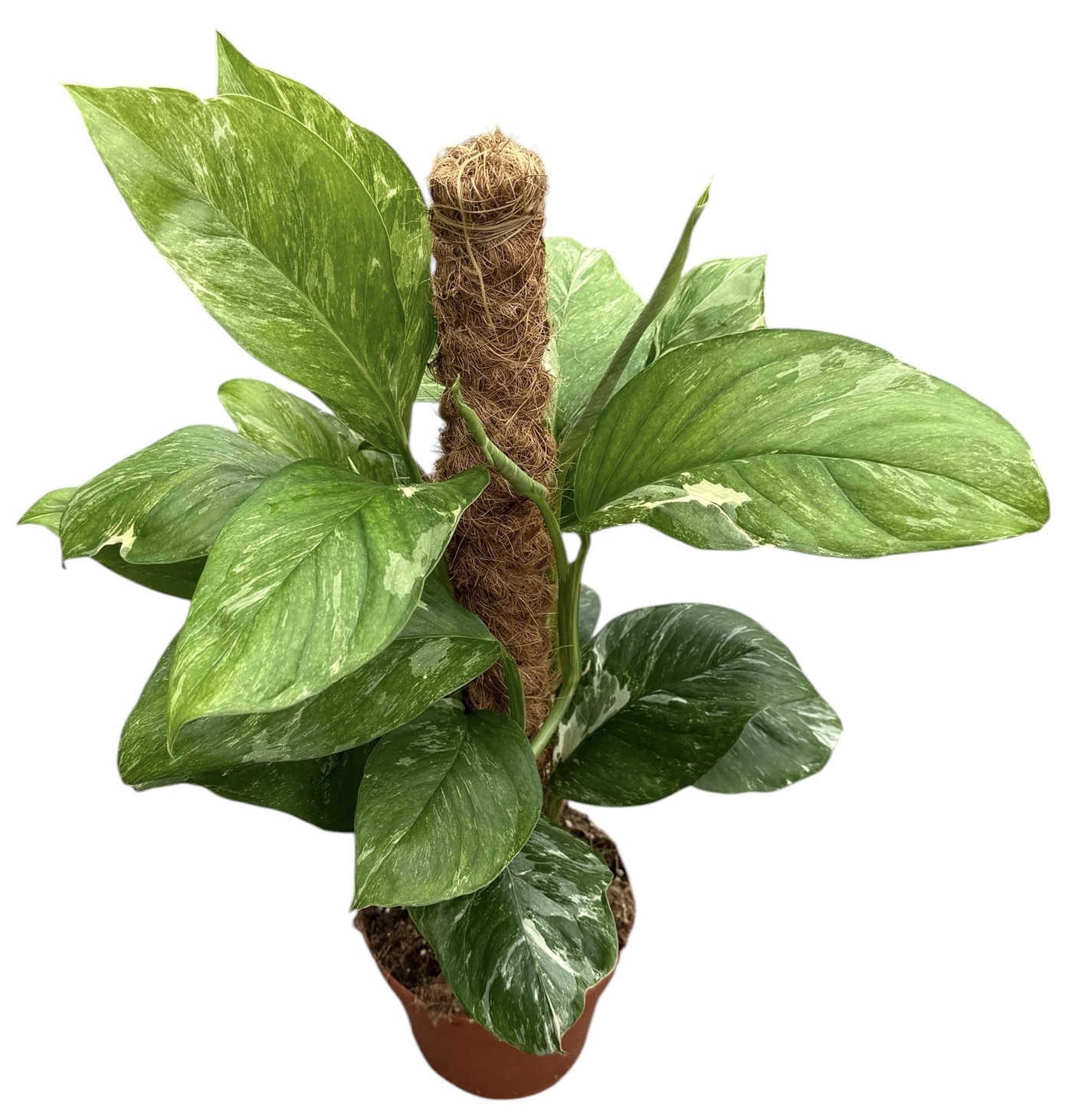 Горшечные цветы и растения оптом Monstera Lechleriana Variegata от 1шт из Голландии с доставкой по России
