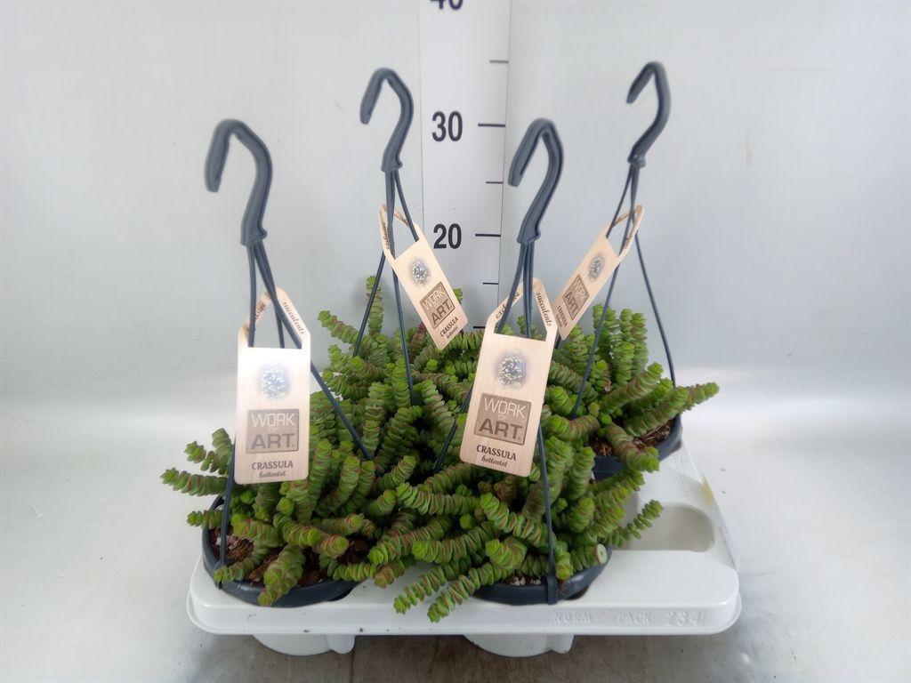 Горшечные цветы и растения оптом Crassula Marnieriana от 4шт из Голландии с доставкой по России