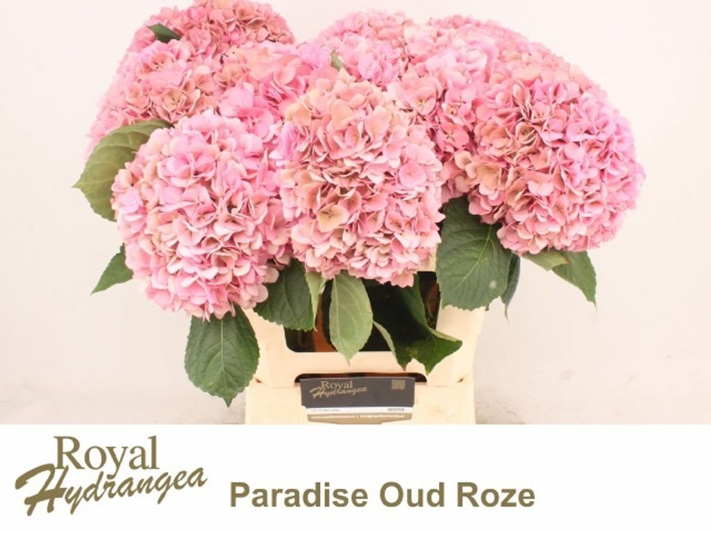 Срезанные цветы оптом Hydrangea classic macrophylla paradise (classic) от 10шт из Голландии с доставкой по России