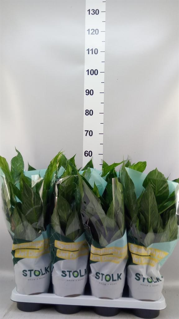 Горшечные цветы и растения оптом Spathiphyllum diamond от 8шт из Голландии с доставкой по России