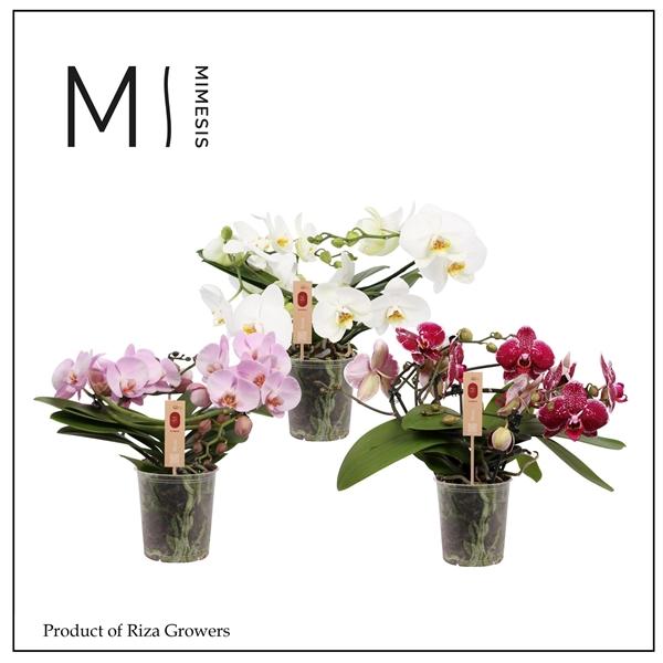Горшечные цветы и растения оптом Phal Muse Mix  25+ (orchid Growers) от 3шт из Голландии с доставкой по России