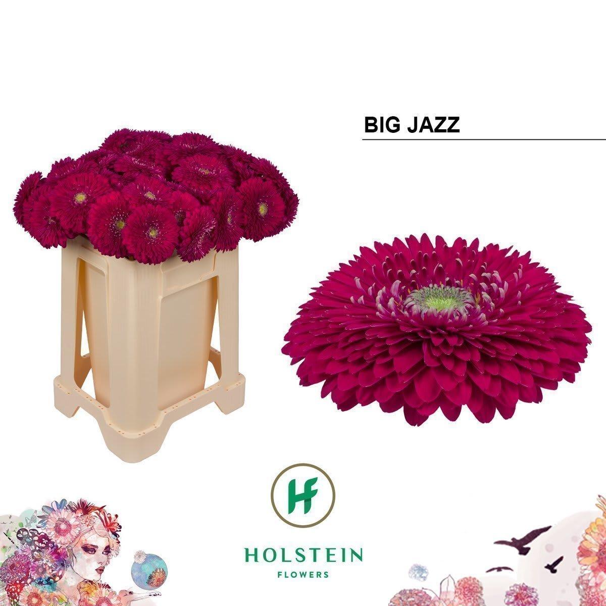 Срезанные цветы оптом Gerbera gerponi big jazz от 40шт из Голландии с доставкой по России