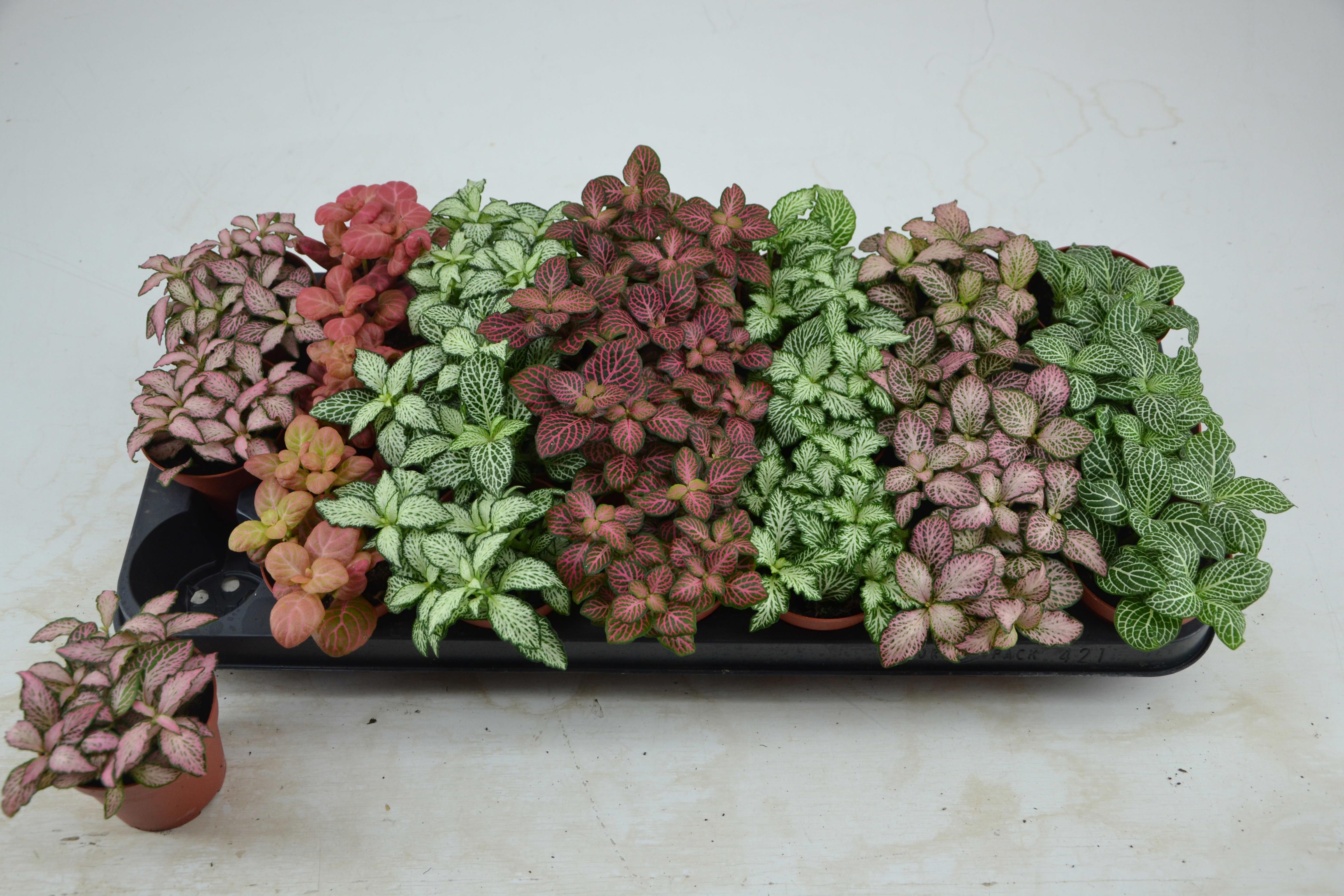 Горшечные цветы и растения оптом Fitt Gem 7 Kl от 21шт (для телеги) из Голландии с доставкой по России Горшечные цветы и растения оптом Fitt Gem 7 Kl от 21шт (для телеги) из Голландии с доставкой по России