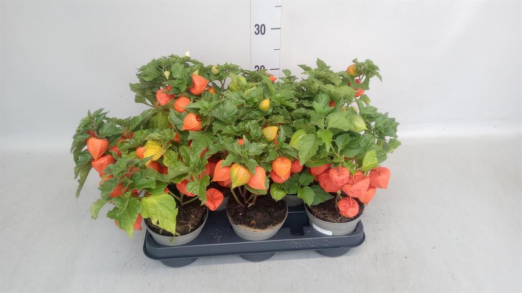 Горшечные цветы и растения оптом Physalis Alkekengi от 8шт из Голландии с доставкой по России