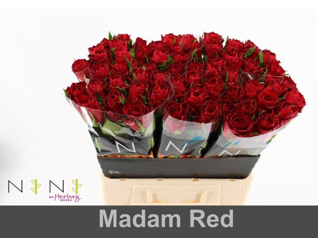 Срезанные цветы оптом Rosa large madam red от 80шт из Голландии с доставкой по России